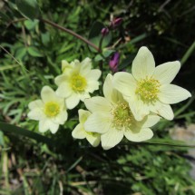 Yellow flowers